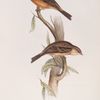 Ortolan Bunting 