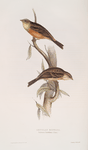 Ortolan Bunting 