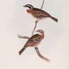 Rustic Bunting 