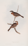 Rustic Bunting 