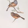 Meadow Bunting 