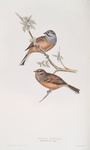 Meadow Bunting 