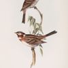 Pine Bunting 