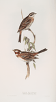 Pine Bunting 
