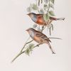 Cretzschmar's Bunting 