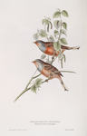 Cretzschmar's Bunting 