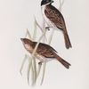 Marsh Bunting