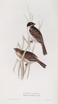 Marsh Bunting