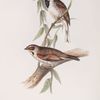 Reed Bunting 