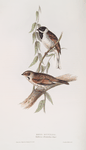 Reed Bunting 