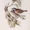 House Sparrow; Tree Sparrow 
