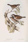 House Sparrow; Tree Sparrow 