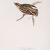 Doubtful Sparrow 
