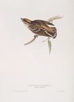 Doubtful Sparrow 