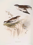 Snow Finch 