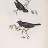 Winter Finch 