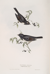 Winter Finch 