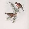 Common or Brown Linnet 
