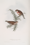 Common or Brown Linnet 