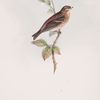 Mountain Linnet, or Twite 