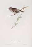 Mealy Redpole 