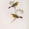 Serin Finch 