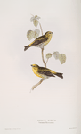 Serin Finch 