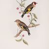 Goldfinch