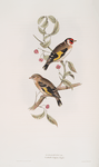 Goldfinch (Carduelis elegans).