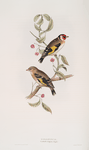 Goldfinch