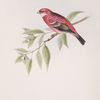 Rosy Grosbeak 