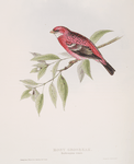 Rosy Grosbeak 