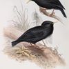 Sardinian Starling 