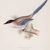 Azure-winged Magpie 