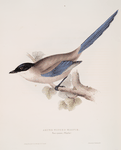 Azure-winged Magpie 