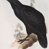 Corvus corax