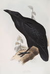 Corvus corax