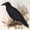 Carrion Crow 