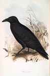 Carrion Crow 