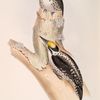 Three-toed Woodpecker 