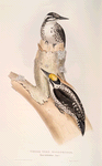 Three-toed Woodpecker 