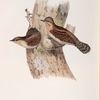Wryneck 