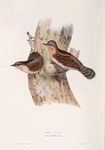 Wryneck 