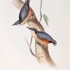 Common Nuthatch 