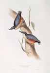 Common Nuthatch 