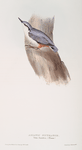 Asiatic Nuthatch 