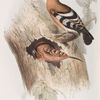 Hoopoe 
