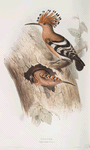 Hoopoe 