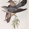 Common Cuckoo 