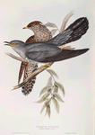 Common Cuckoo 